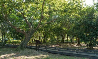 나주 산림자원연구소의 푸른 숲