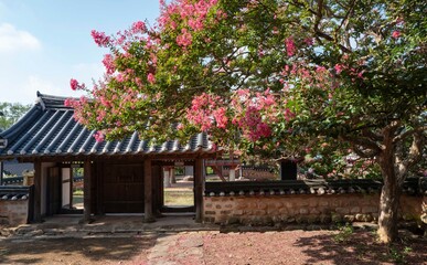 전통 한국의 한옥(사당)에 핀 여름꽃 배롱나무꽃