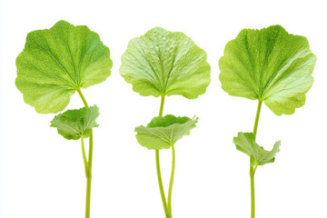 Three vibrant green centella leaves on white background