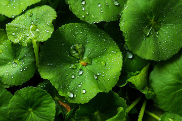 Vibrant green centella leaves with dewdrops create fresh, natural scene