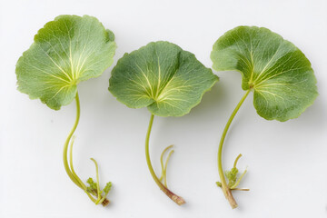 Three fresh centella leaves with stems on white background