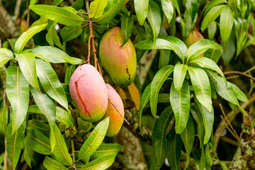 Ripe mango fruits with visible holes and leaking juice, possibly damaged by birds. Mango pecked by...