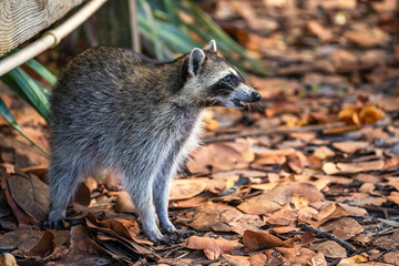 Wild Raccoon in Natural Habitat, Florida