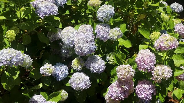 Hydrangea macrophylla (Bigleaf Hydrangea) Blooming in Sunlit Garden &ndash; Video
