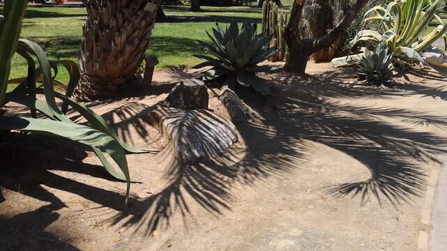 Palm and Agave Shadows Falling Across Sandy Desert Garden Path
