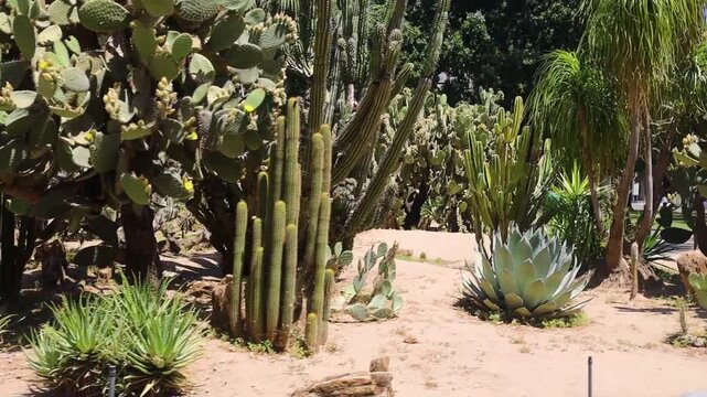 Diverse Cactus and Agave Succulent Collection in Sunlit Botanical Garden Bed
