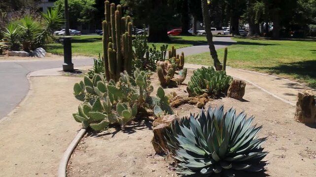 Diverse Cactus and Agave Succulent Collection in Sunlit Botanical Garden Bed
