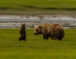 Brown Bear in Sedge Grass