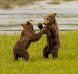 Obraz premium Brown Bear in Sedge Grass