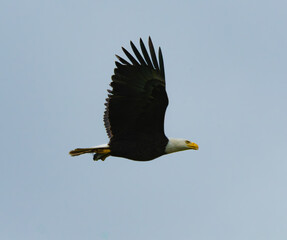 Bald Eagle in Flight