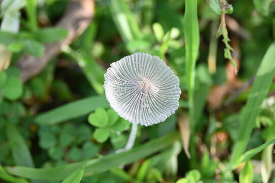 Coprinopsis lagopus mushroom. It &nbsp;is a species of&nbsp;fungus&nbsp;in the family&nbsp;Psathyrellaceae. It is commonly known as the&nbsp;harefoot mushroom. It is a delicate and short lived fungus.
