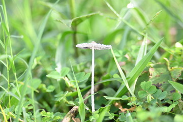 Coprinopsis lagopus mushroom. It  is a species of fungus in the family Psathyrellaceae. It is commonly known as the harefoot mushroom. It is a delicate and short lived fungus.
