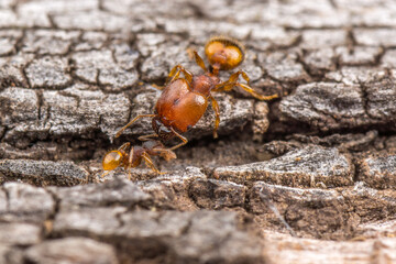 Big-head guard and worker ants touch antennae and communicate as they pass each other on the bark of a tree. The different sizes illustrate polymorphism in ant species.