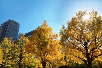 東京駅丸の内口から皇居を結ぶ行幸通りのイチョウ並木の紅葉