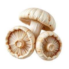 Fresh White Mushrooms with Texture and Detail on Transparent background