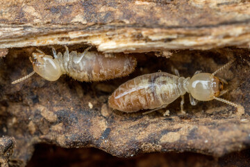 Two termite workers move back and forth inside a tunnel made in wood