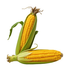 Fresh Yellow Corn on Cob with Perfect Kernels and Green Leaves