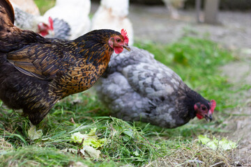 Hens Pecking Grass and Lettuce in Free-Range Environment