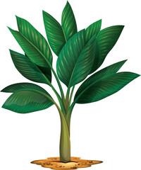 vector illustration of a long leaf branch