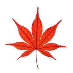 Translucent Red Japanese Maple Leaf with Serrated Edges and Prominent Veins.