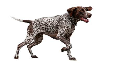 German shorthaired pointer dog in motion isolated on transparent background, a loyal friend