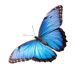 Obraz premium Vibrant blue morpho butterfly isolated on transparent background