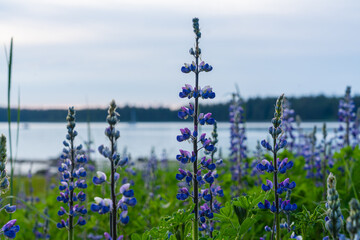 Lupine