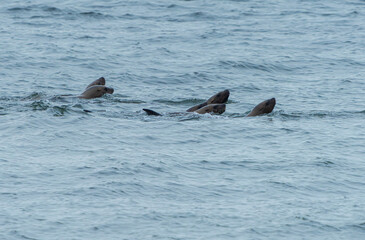 Stellar Sea Lions