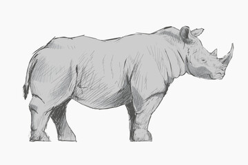 Obraz premium Gray Rhinoceros animal illustration vector