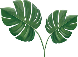 vector illustration of a pair of green leaves