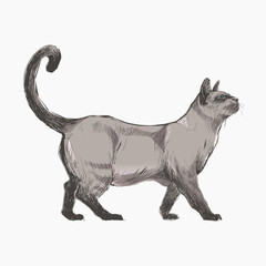 Siamese cat animal illustration vector