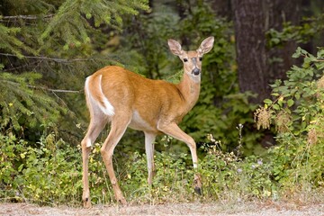  White tailed deer starts to take a step.