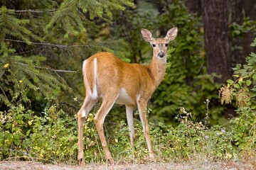  Deer looking back at the camera.