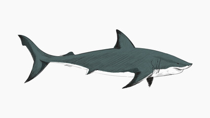 Great White Shark animal illustration vector