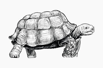 Fototapeta premium Turtle walking animal illustration vector
