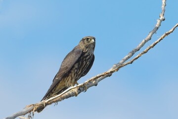  Merlin perched on a tree branch.