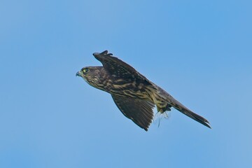  Merlin flying with dragonfly in claws.
