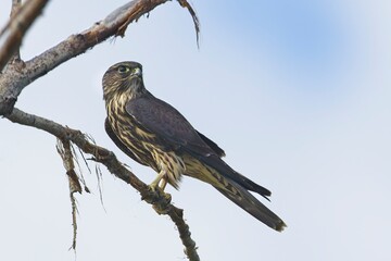  Small alert Merlin in a tree.