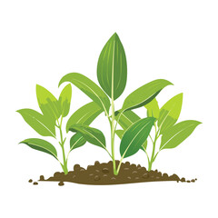 Young Green Plants Growing in the Soil