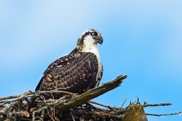   Osprey perched in nest on sunny day.