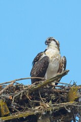   Portraiture of an osprey perched in a nest.