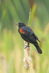  Red winged blackbird perched on a reed.