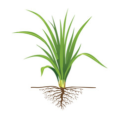 A single plant with roots in soil