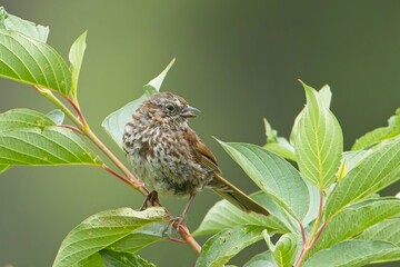  Cute song sparrow of leafy twig.