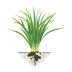 Cross-section of ground with plant roots
