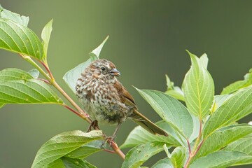  Small song sparrow perched on twig.