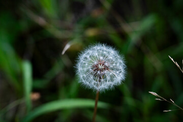 dandelion