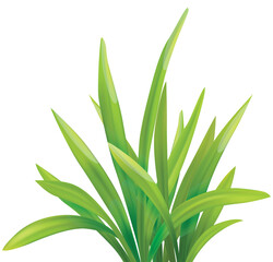 vector illustration of green grass