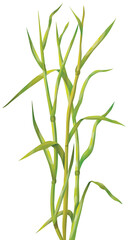 vector illustration of a green grass