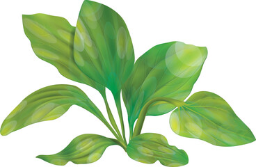 vector illustration of plant